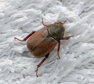 garden chafer