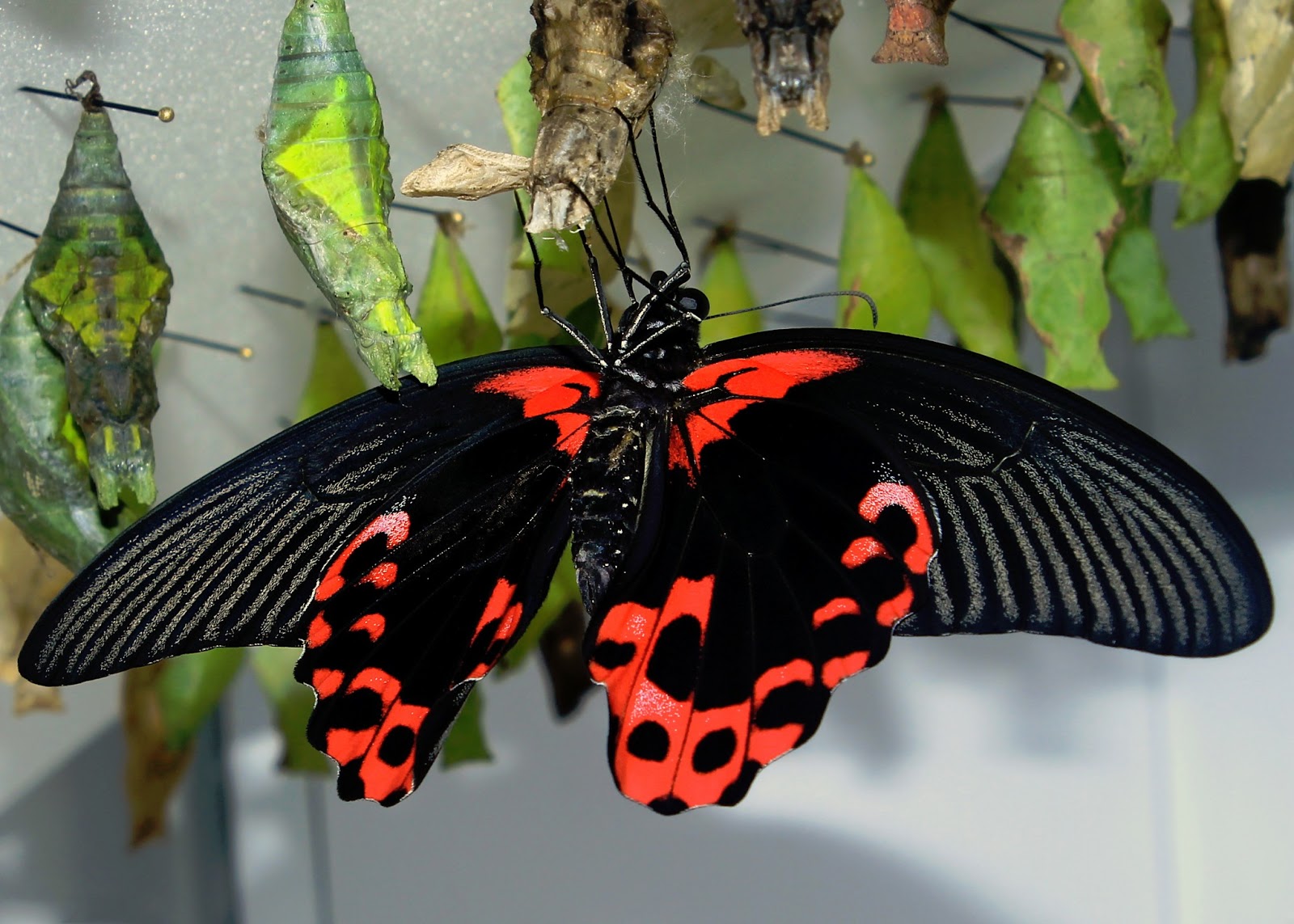 Arizona Writer: Adventures in Butterfly Wonderland