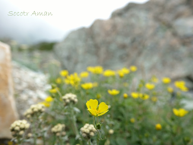 Potentilla nivea