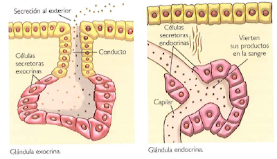 Dibujo explicando las glándulas endocrinas y exocrinas