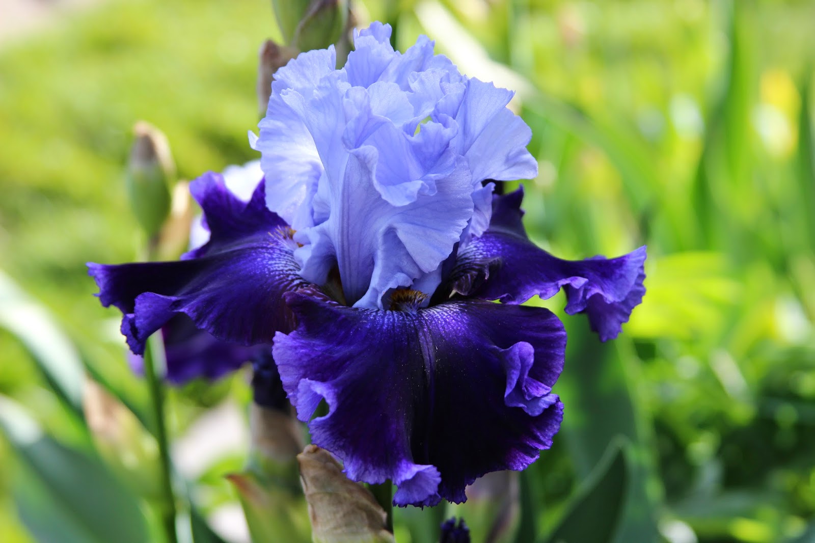 TALL BEARDED IRIS 2014 BLOOMS IN MY GARDEN TODAY - Sowing the Seeds