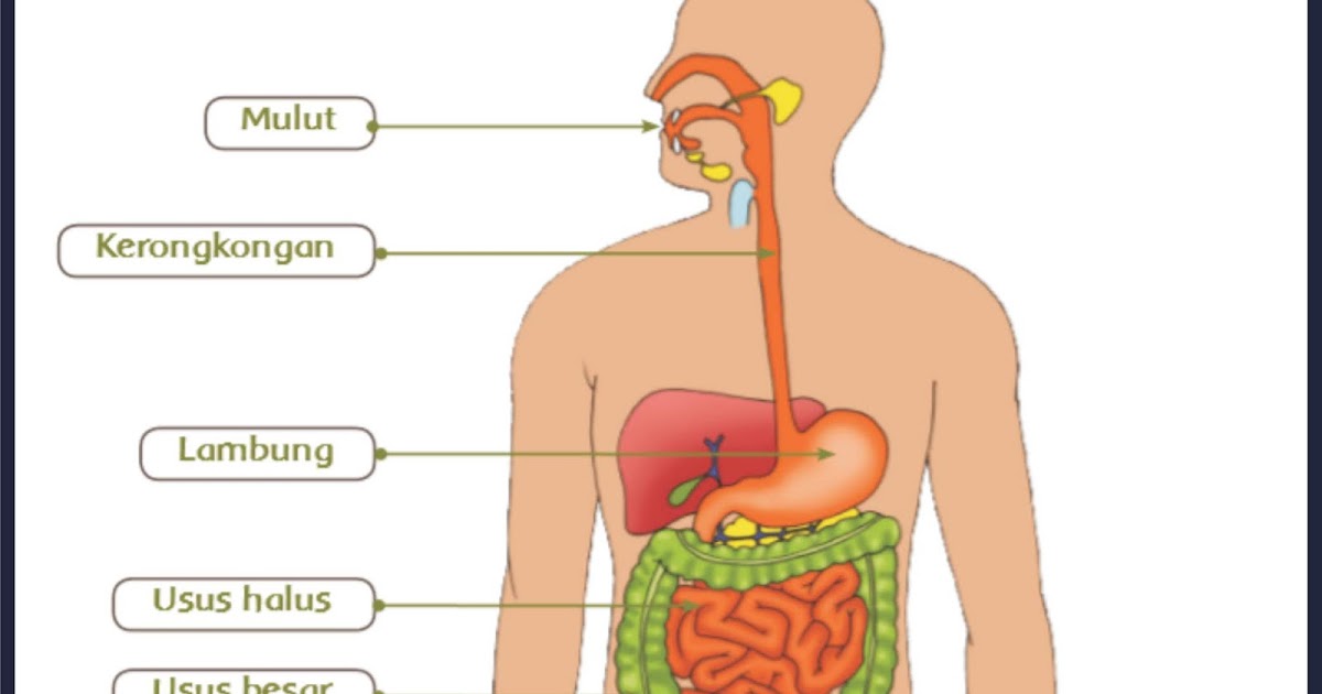  Sistem  Pencernaan  Pada Manusia  gurune net