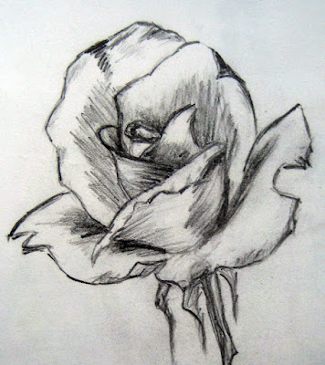 Sketch of a Rose