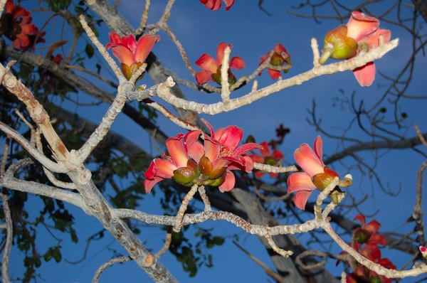 Red blossom cotton tree.. the sun had just set and the colors were blooming..jpg Red blossom cotton tree the sun had just set and the colors were blooming