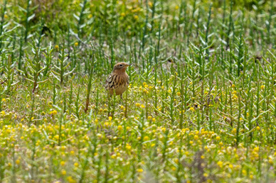 Red-throated Pipit at Kalloni horsetrack