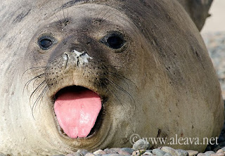 Valdes Peninsula elephant seal season. They are forming colonies