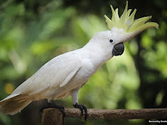 Kisah Burung Kakak Tua Lucah Melampau