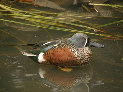 Australian Shoveler