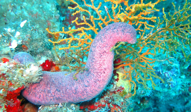 Scientists discover evolutionary link to modern-day sea echinoderms