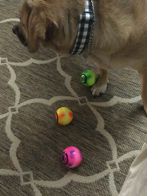 pup playing with balls