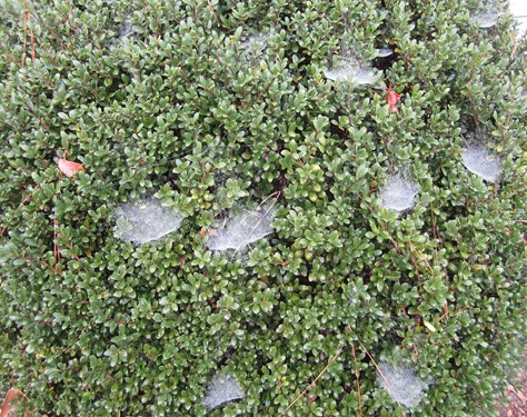 SPIDER WEB (6)