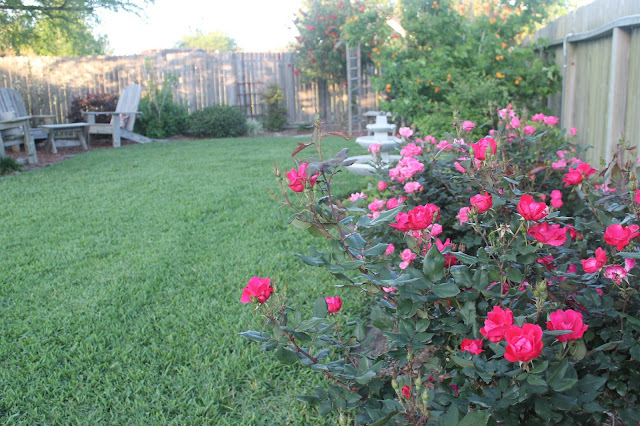 backyard landscaping