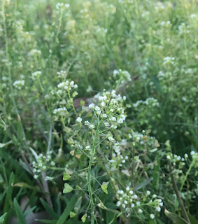 থ্ল্যাপ্সি বার্সা প্যাষ্টেরিস (Thlapsi Bursa Pastoris) [থ্ল্যাপ্সি -Thlapsi ]