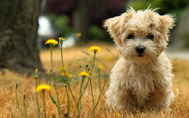 Cute Puppy HD Wallpaper Free