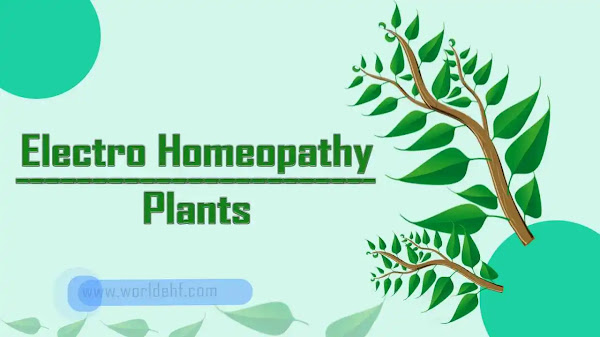 इलेक्ट्रो होम्योपैथी में उपयोग होने वाले पौधे | Electro Homeopathy Plant