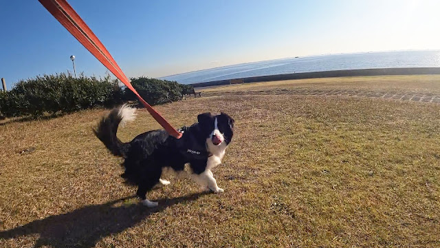 保護犬 ボーダーコリー トーマ