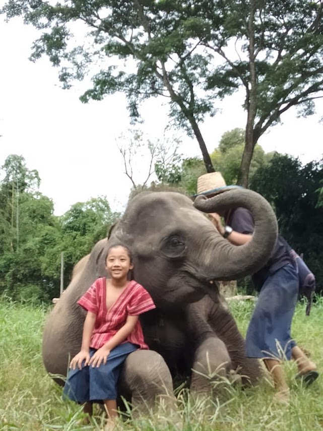 mae rim elephant home, maerim elephant home, mae rim elephant camp, maerim elephant camp, maerim elephant chiang mai, mae rim elephant chiang mai