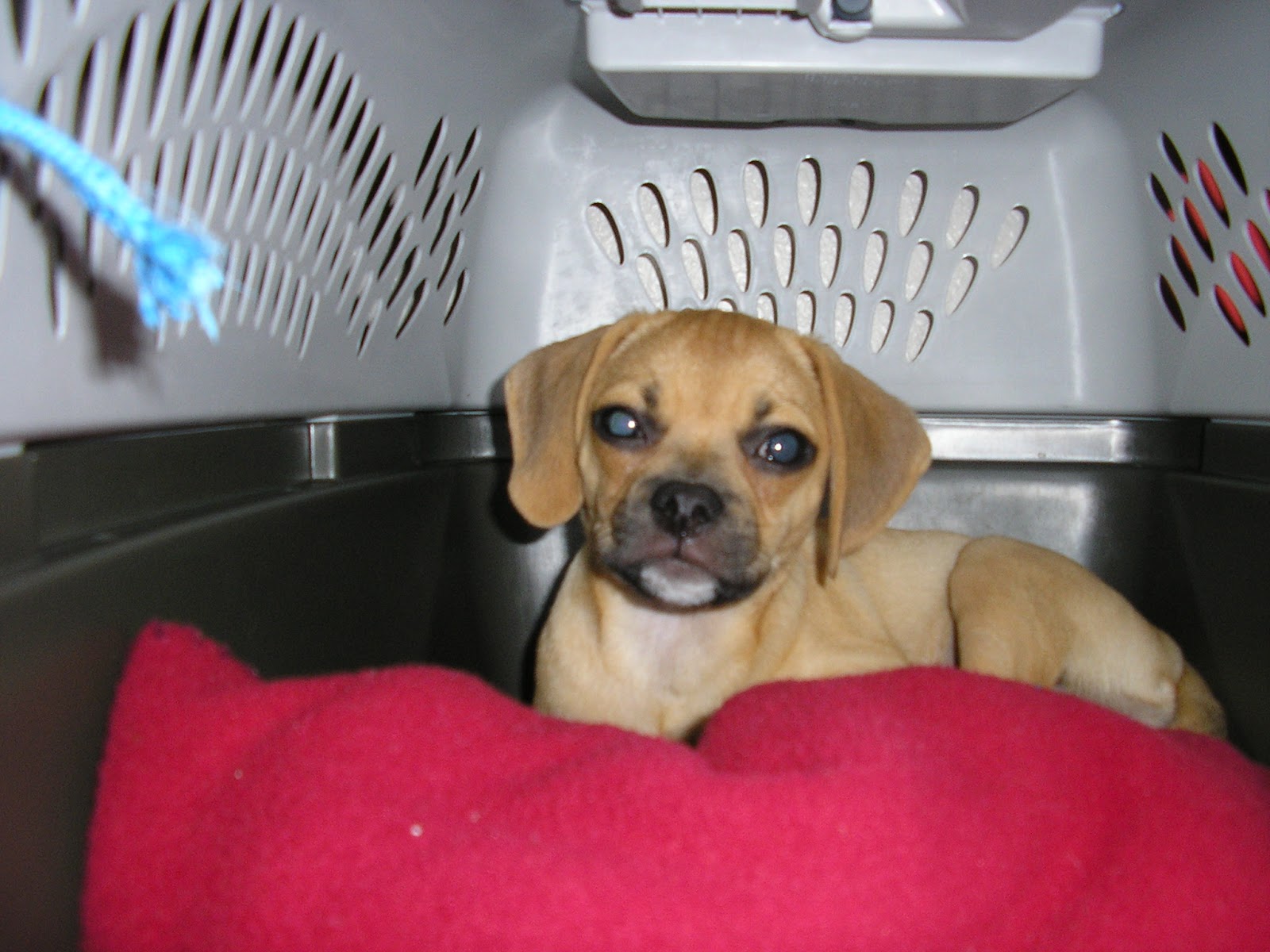 Source URL: http://www.mommymiamonologues.com/2013/06/meet-my-puggle ...
