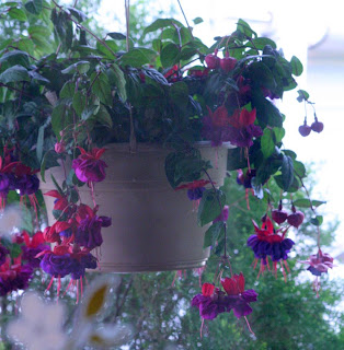 Fuchsia (with bird nest inside) :: All Pretty Things