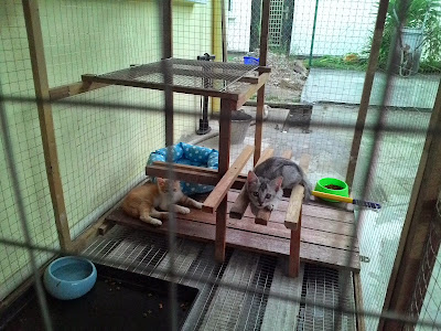 Kandang Kucing Kayu