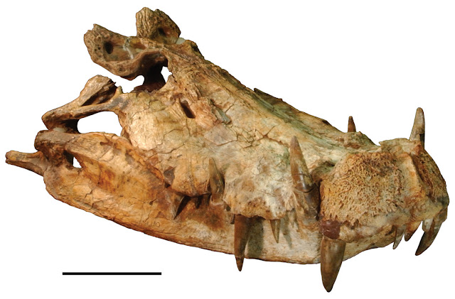 Череп доисторического крокодила, известного как Kaprosuchus saharicus или BoarCroc.