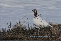 wipt-F_6636