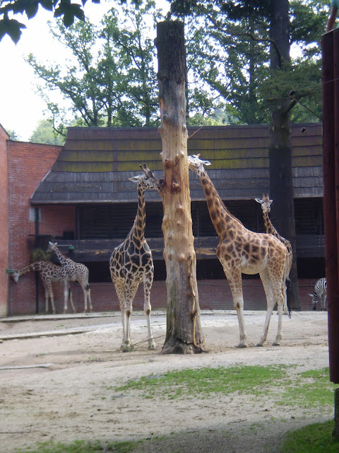 Žirafy - ZOO Liberec