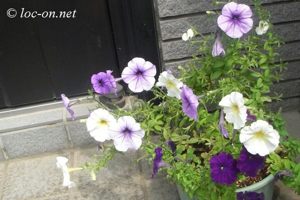 今月のお弁当と近所の花写真,kyara Bento and flower photos of the neighborhood, 本月的卡通盒饭和邻居们的养花照片