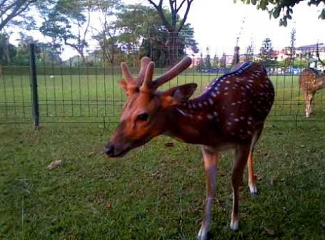 Taman Rusa Kemang Pratama Kota Bks, Jawa Barat - Taman Rusa Cervus Timorensis Kemang Pratama ...