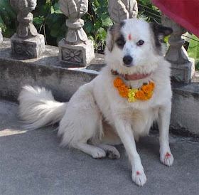 Hindu festival honoring dogs