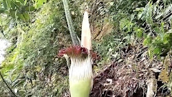 Titan Arum Flower in the Lauser Forest Area