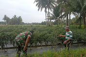 Serda Dadang Hidayat Dampingi Petani Binaan Periksa Tanaman Cabai