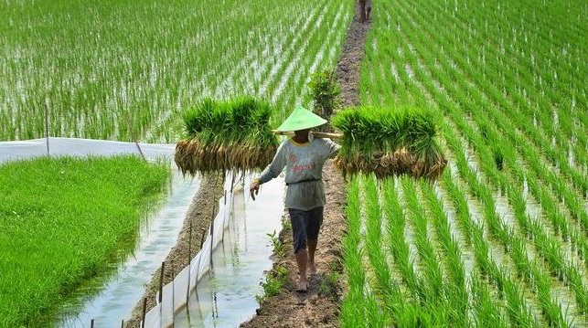 Inspirasi Peluang Usaha  Pertanian  yang Menjanjikan