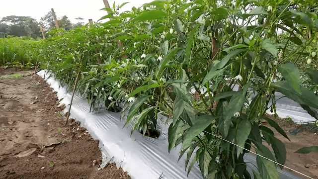 Ladang cabai benih unggul yang subur