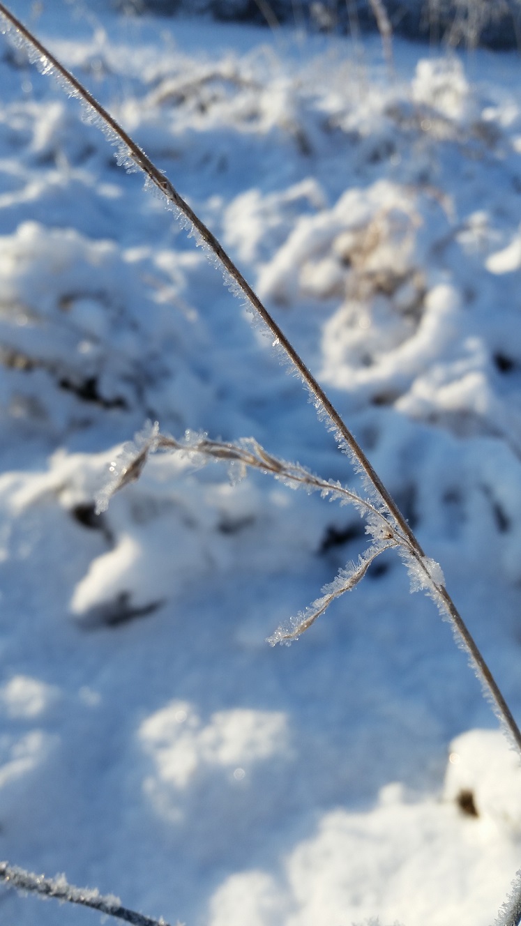 LL Farm: The First Snow of the Season at LL Farm