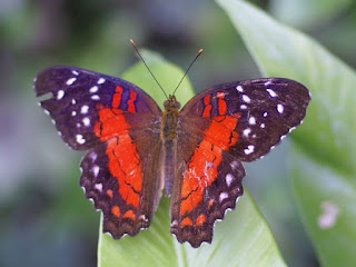 Anartia amathea 