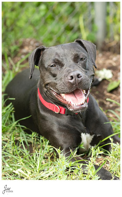 Non Profit Adoption Portrait Lynchburg Humane Society