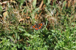 Small Tortoiseshell Butterfly