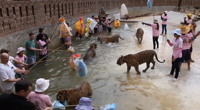 Tailandesas e turistas provocam tigres sem medo de serem atacados