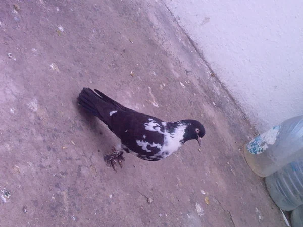 Kara Bozalı Güvercin