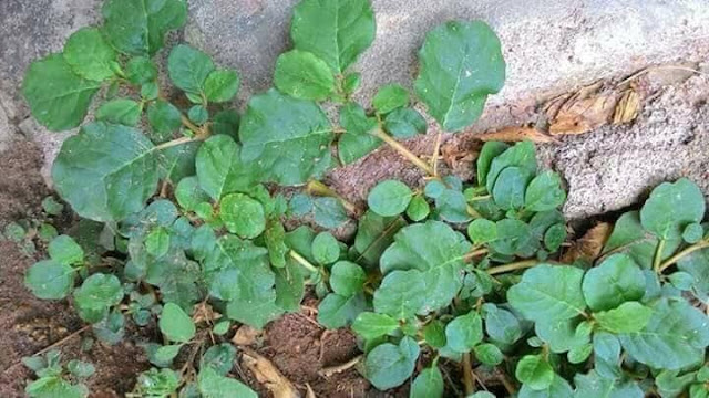 Traditional Uses Of Punarnava Plant Leaves