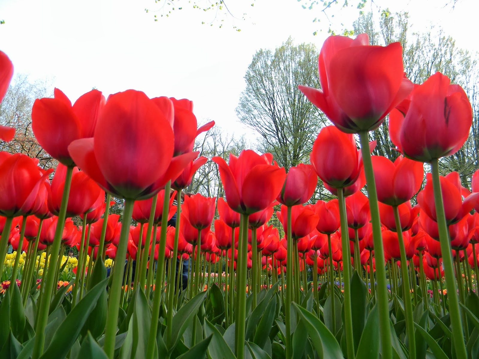 Gambar Taman Bunga Tulip Merah Kumpulan Gambar Gambar Pilihan