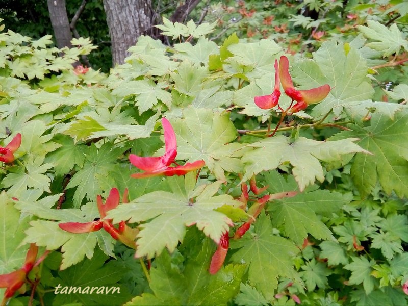 Клён ложнозибольдов (Acer pseudosieboldianum)