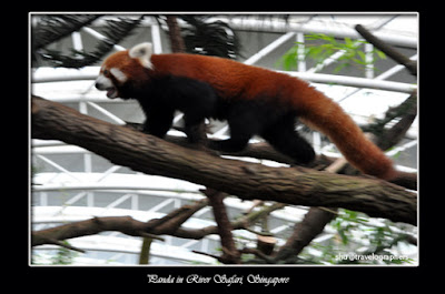 panda merah, red panda, panda, giant panda, giant panda conservation center, giant panda forest, panda river safari singapore zoo, panda zoo negara malaysia, panda chiangmai zoo thailand, panda wwf