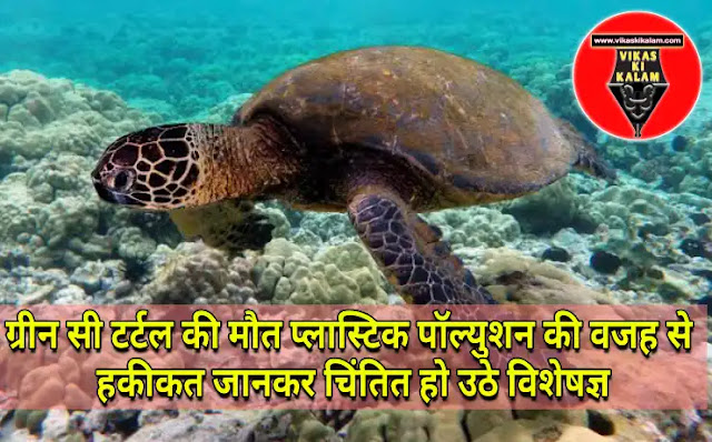 Green sea turtle dying due to plastic pollution