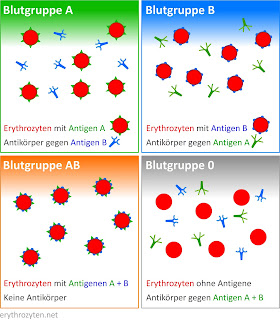   blutgruppe 0 negativ, blutgruppe 0 negativ charakter, blutgruppe 0 negativ alien, blutgruppe 0 negativ ernährung, blutgruppe 0 negativ schwangerschaft, blutgruppe 0 negativ krankheiten, blutgruppe 0 negativ spenden, blutspenden blutgruppe 0 negativ, blutgruppe 0 negativ cde