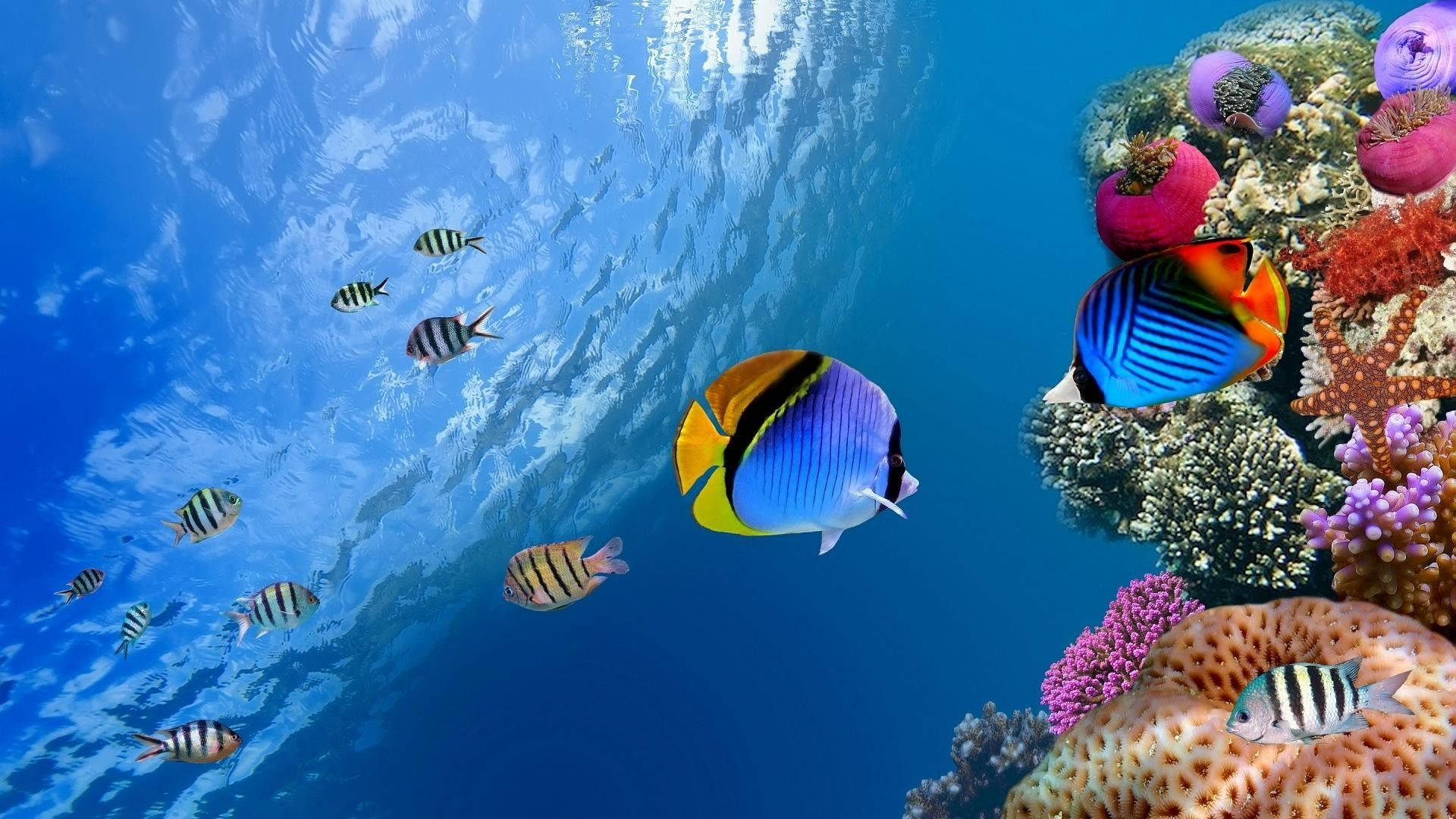 Download Fish Wallpapers