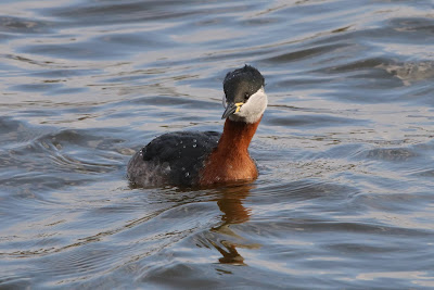 Readhalsdûker - Roodhalsfuut - Podiceps grisegena