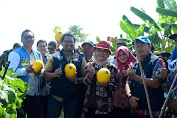 Bupati Nina Agustina Panen Perdana Melon di Desa Kedokan Gabus