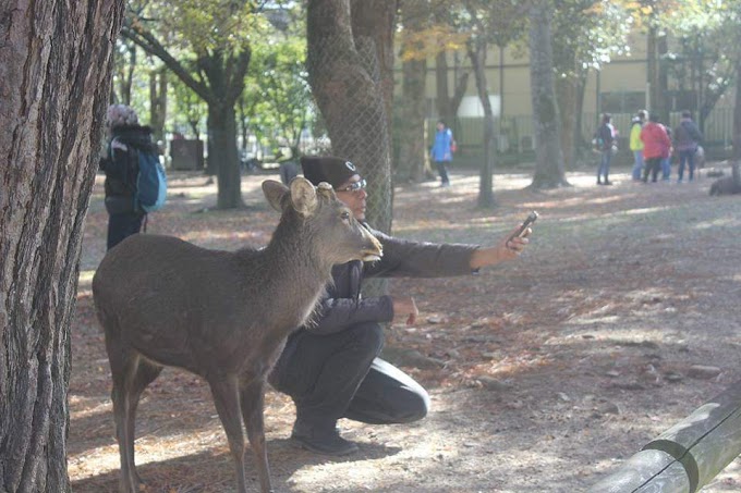 Things To Do In Japan : Nara Deer Park, Japan - Tempat Bermain Si Rusa Yang Jinak